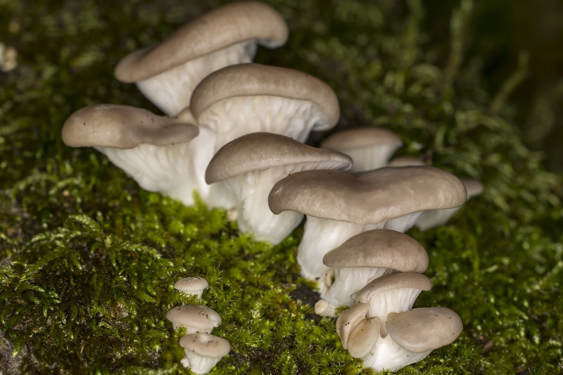 11/22/2021  Mushrooms (Pleurotus sp.?)