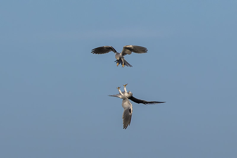 11/23/2021  White-tailed Kites