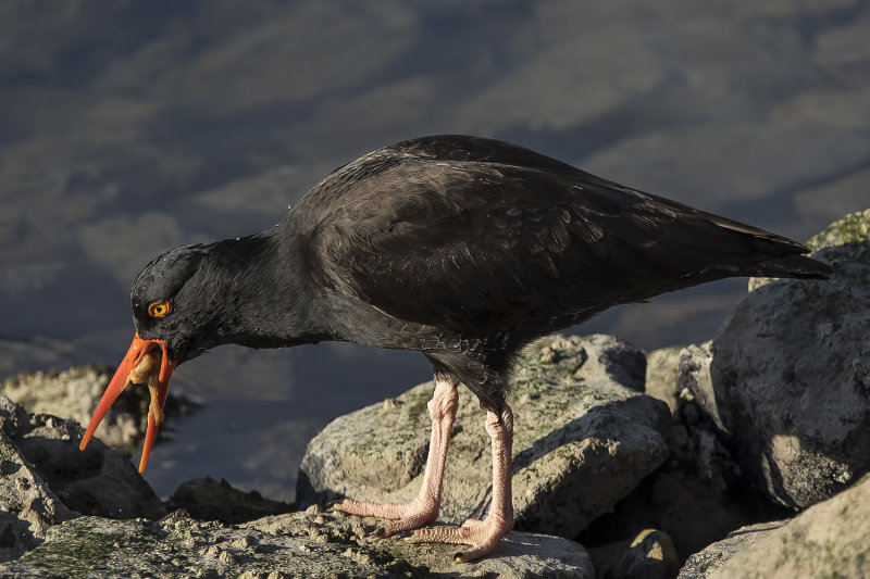 12/11/2021  Black Oystercatcher eating an oyster