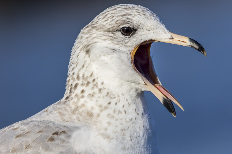 12/18/2021  Yawning gull