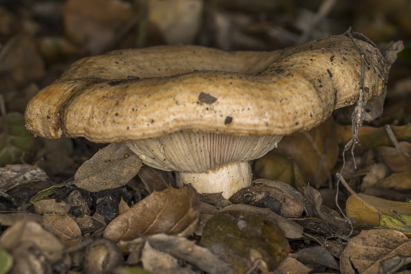 12/20/2021  Lactarius argillaceifolius? Milky Cap mushroom