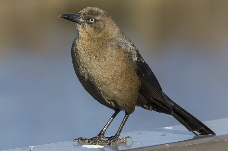 1/27/2022  Great-tailed female Grackle