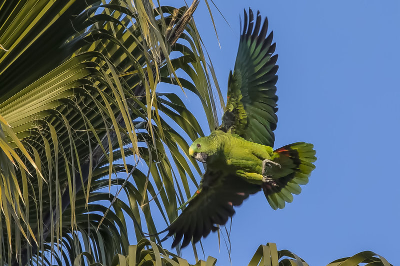 1/30/2022  Yellow-crowned Parrot