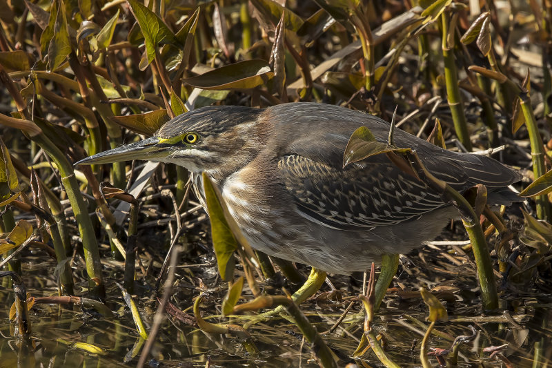 2/4/2022  Green Heron