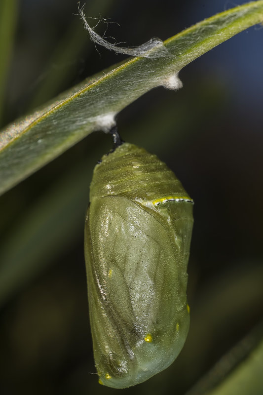 2/16/2022  Chrysalis or pupae of a butterfly