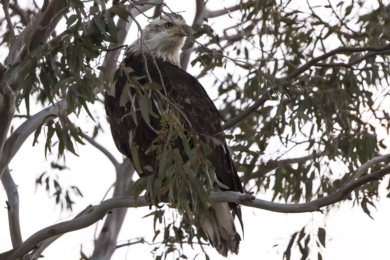 3/9/2022  Bald Eagle