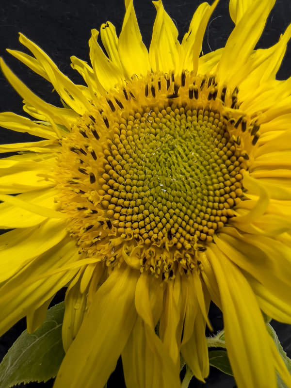 3/28/2022 Sunflower (Helianthus annuus)