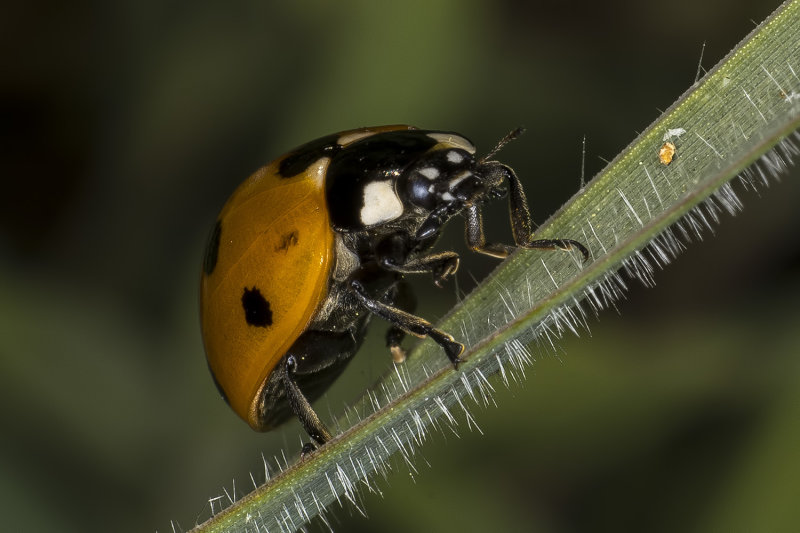 4/2/2022  Coccinella septempunctata  (Seven-spotted Lady Beetle)