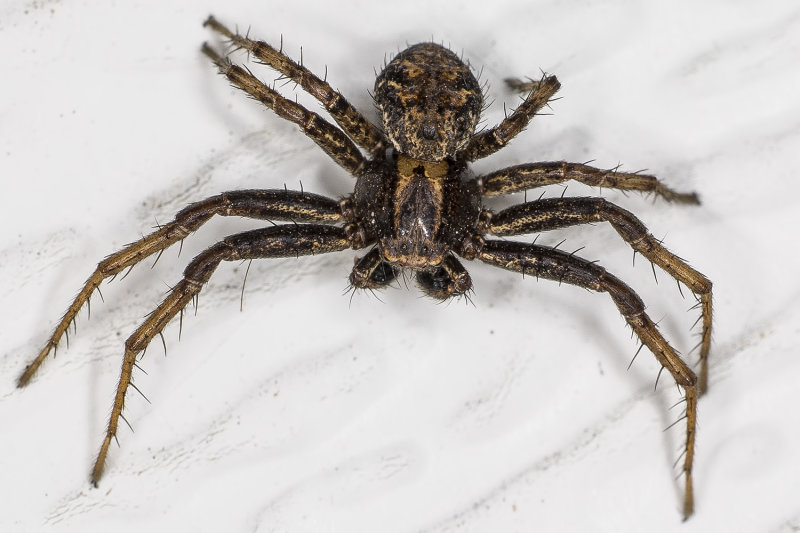 4/8/2022  Xysticus sp. (Ground Crab Spider)