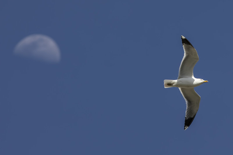 4/9/2022  Gull flies past First Quarter Moon