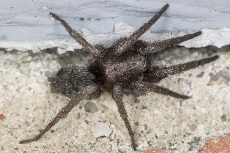 4/11/2022 Family Gnaphosidae - Ground Spider