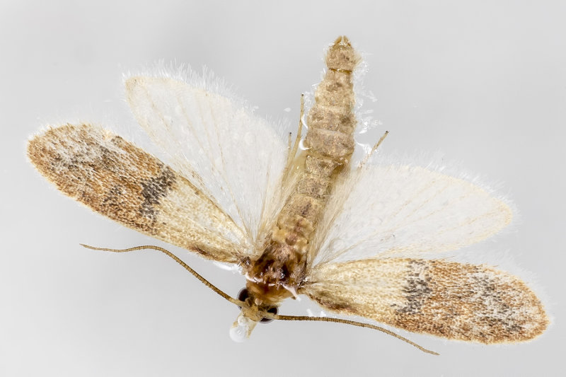 4/16/2022  Plodia interpunctella (Indian Meal Moth) floating in the toilet