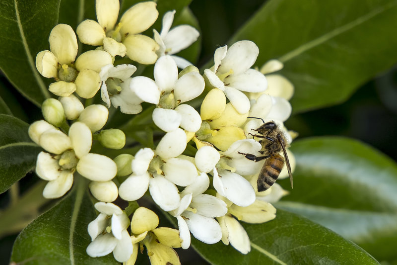 4/24/2022  Bee on a Pittosporum tobira flower