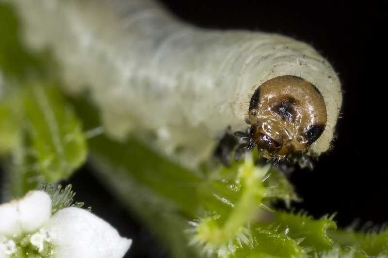 4/28/2022  Larva eating a Galium aparine (Bedstraw) plant