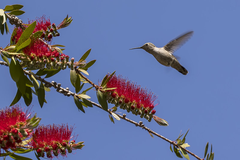 4/29/2022  Hummingbird and Melaleuca citrina (Callistemon citrinus)