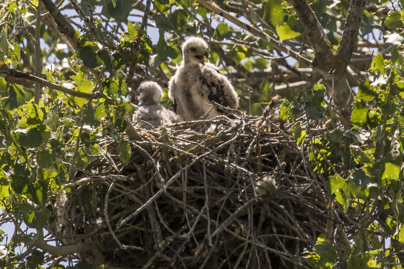5/14/2022  Baby Red-tailed Hawks
