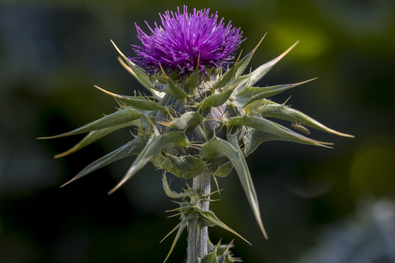 5/19/2022  Silybum marianum (Milk Thistle)