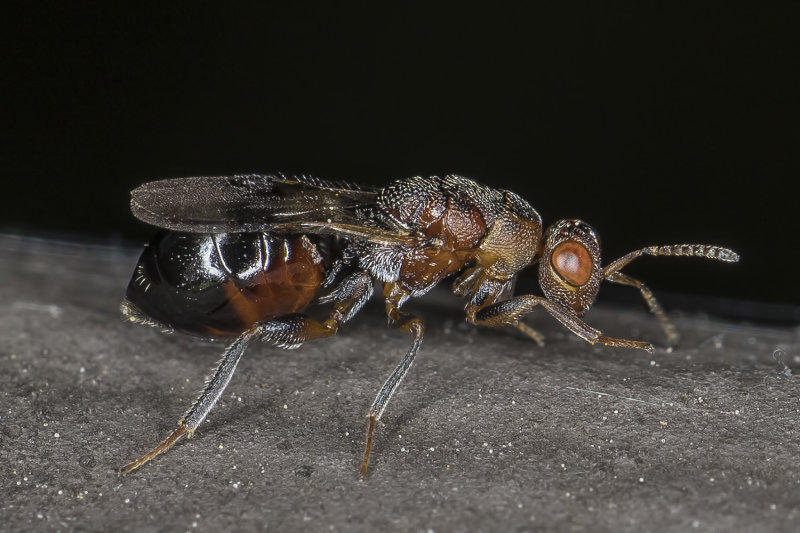 5/26/2022  Parasitoid Wasp