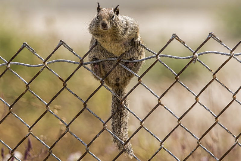 6/7/2022  Squirel on the fence