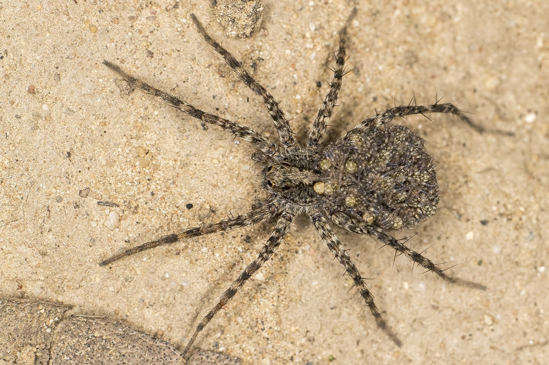 6/8/2022  Female Pardosa spp. Thin-legged Wolf Spider with baby spiders on her back