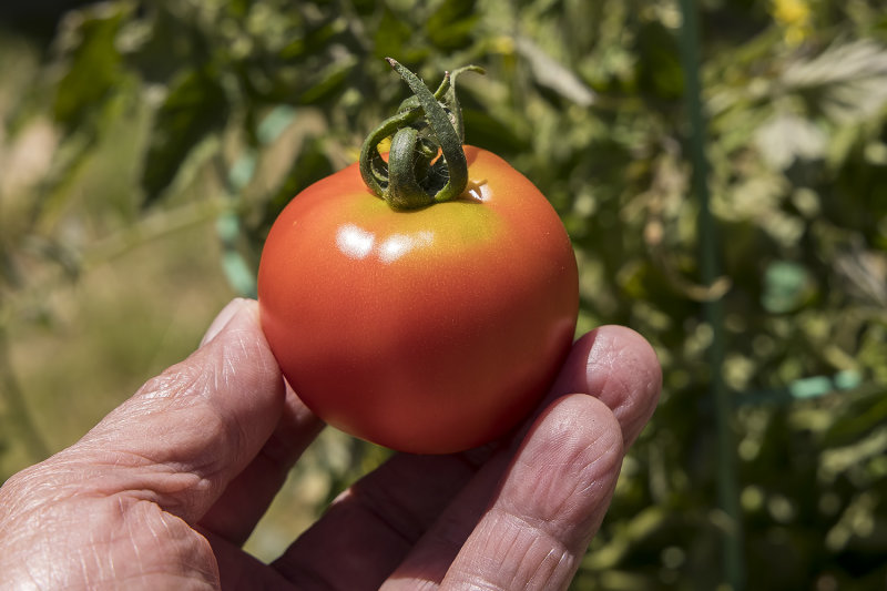 6/30/2022  My first tomato of the season (Early Girl)