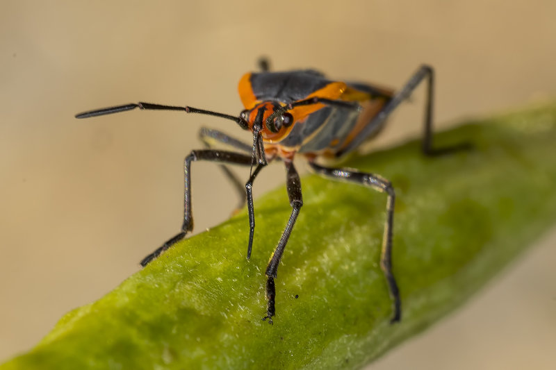 9/3/2022  Oncopeltus fasciatus (Large milkweed bug)