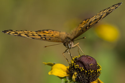 Euptoieta claudia (Variegated Fritillary)