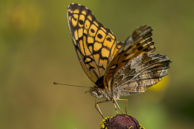 Euptoieta claudia (Variegated Fritillary)