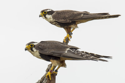 Aplomado Falcon (Falco femoralis)