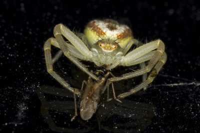 Spider having dinner