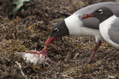 Laughing gull eating a dead catfish