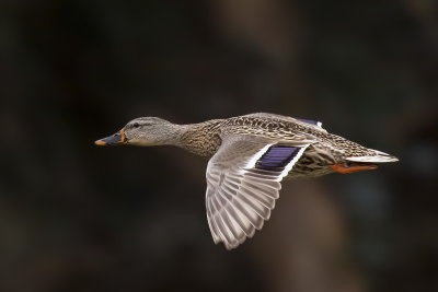 1/3/2021  Duck in flight