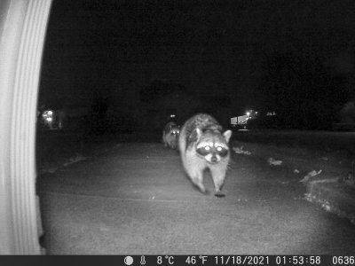 11/18/2021  Raccoons