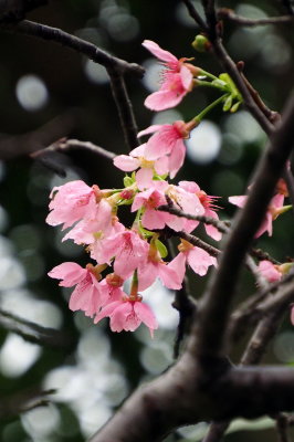sakura21