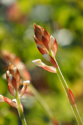 Bell Flower