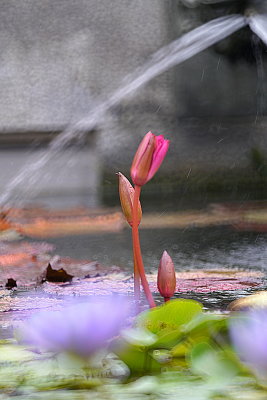 DSC01262.JPG