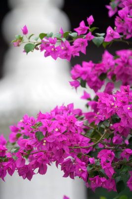 DSC01270.JPG