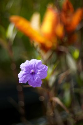 DSC00016.JPG