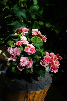 DSC00027.JPG