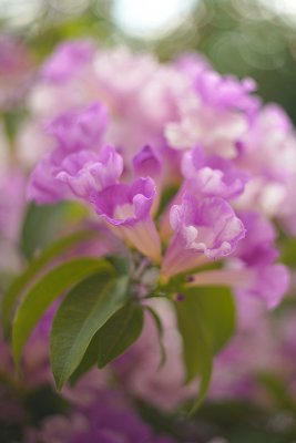 DSC00039.JPG
