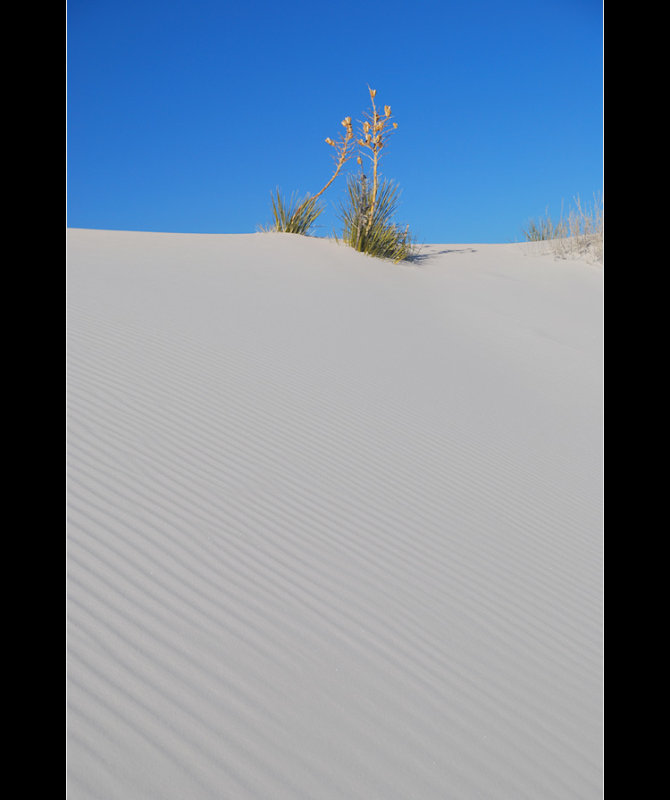 DSC_4679ss.jpg