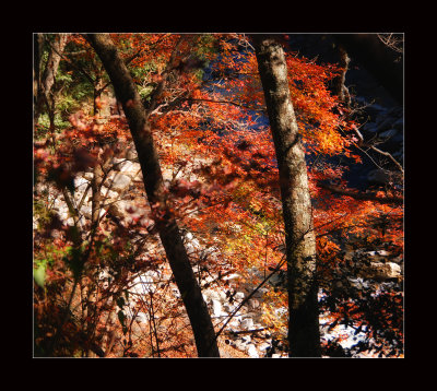 DSC_0336s.jpg