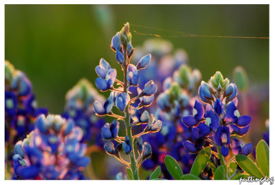 Texas Bluebonnets 2005