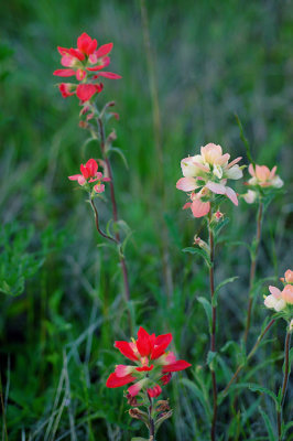 ~DSC_4875.jpg