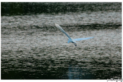 Highland Bird Trip