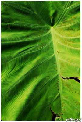 Leaves
