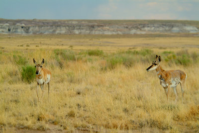 Prong-Horn Antelope