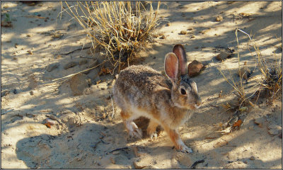 Desert Cottontail