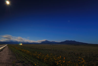 sunflower_s.jpg