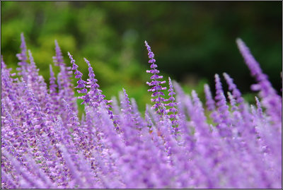 DSC_2045ss.jpg